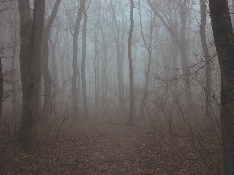 В Калининградской области снизилась видимость из-за тумана