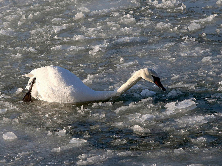Ивановцы рассказали о лебедях, которые замерзают в Родниковском парке