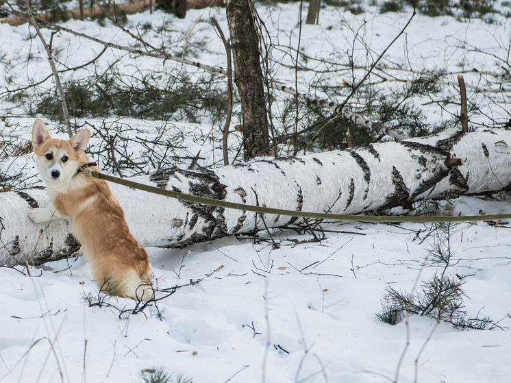 В Царицыно за медали и лакомства сражалось 50 собак породы корги