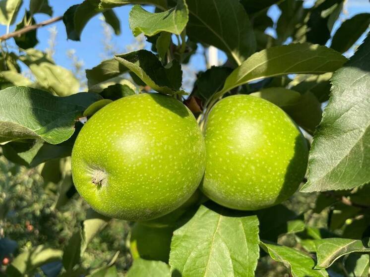 В Крыму более 7 тысяч гектаров занимают яблоневые и грушевые сады