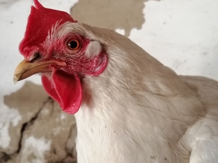 В Крестецком округе при пожаре погибли 30 куриц и семь коз