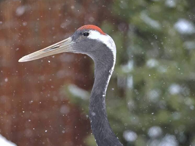 Ленинградский зоопарк познакомил петербуржцев с мудрыми журавлями