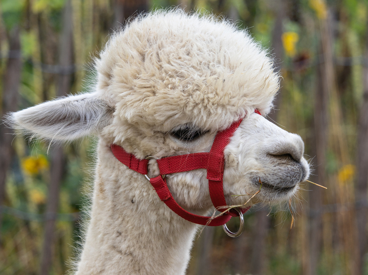 В Курске на «Боевой даче» появится парк альпак «Пача Мама»