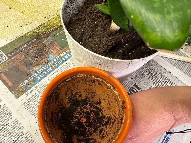 В 2025 в Калининграде впервые посадили молодые растения с закрытой корневой системой