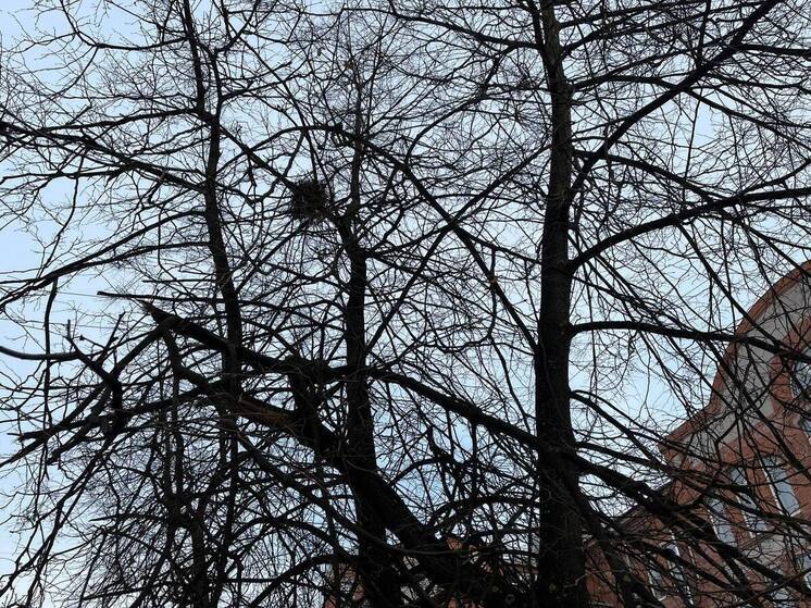 Власти Калининграда заявили о стахановских результатах по озеленению