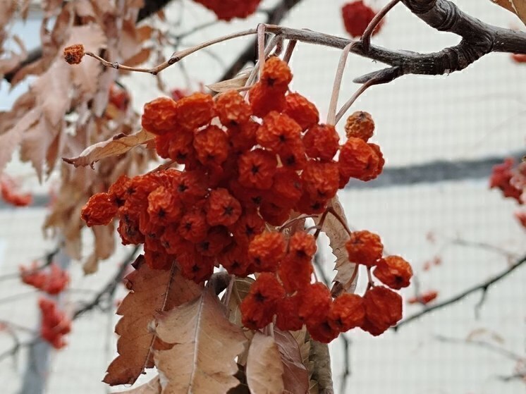 Белгородцев предупредили о гололеде и тумане в четверг