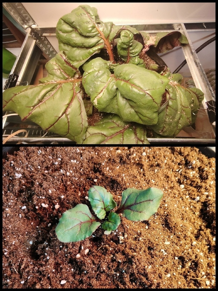 В Ярославской области любительница гигантских овощей уже открыла садовый сезон