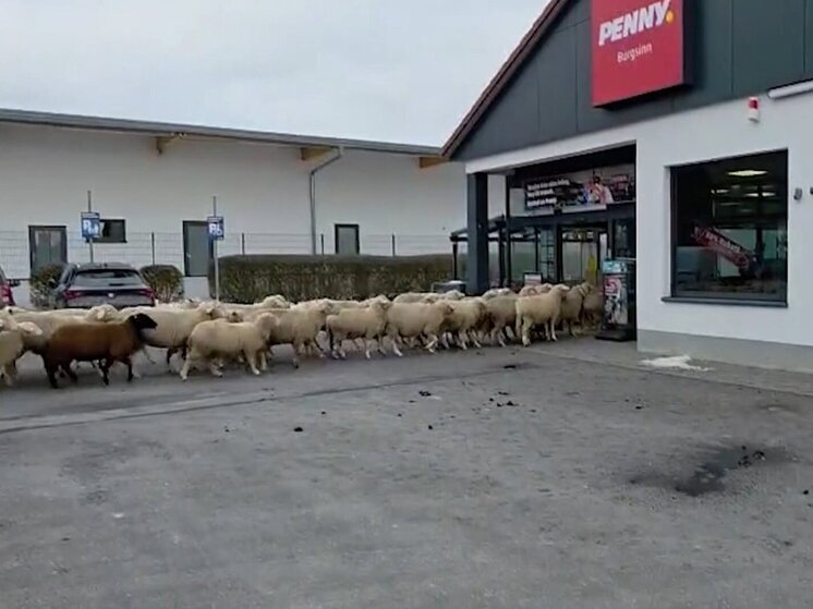 Германия — 50 овец отправились в Penny
