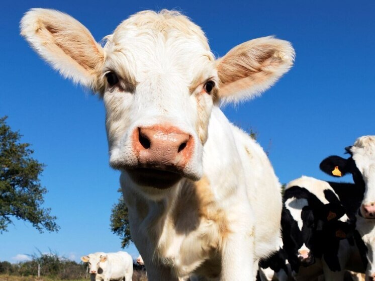 Телячий бум: в Тюменской области подсчитали новорождённых