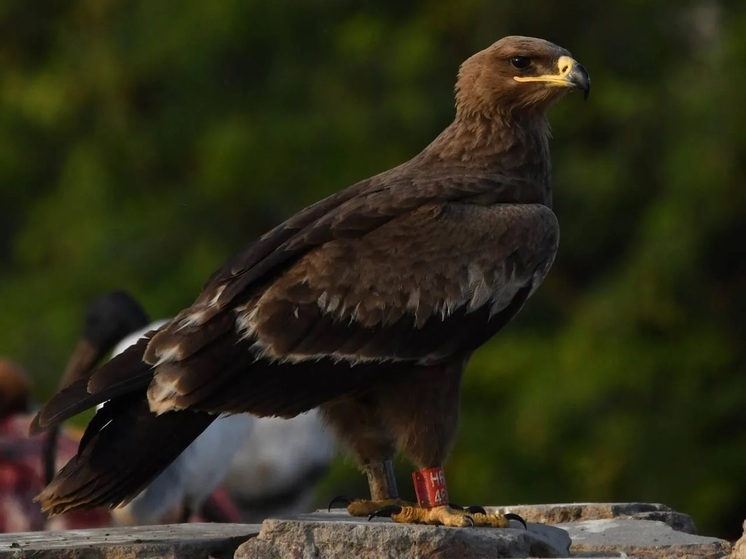 Степной орёл из Калмыкии обнаружен в Индии