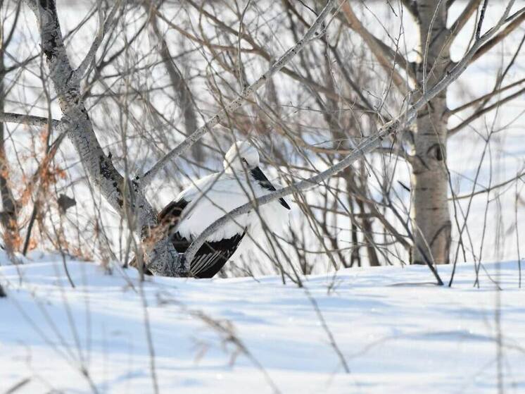Краснокнижная птицу, не улетевшую на зимовку, заметили в Приамурье