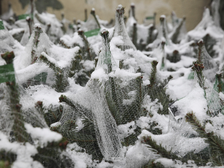 Россиянам грозит штраф до 3000 рублей за выброс новогодней елки в мусорный контейнер