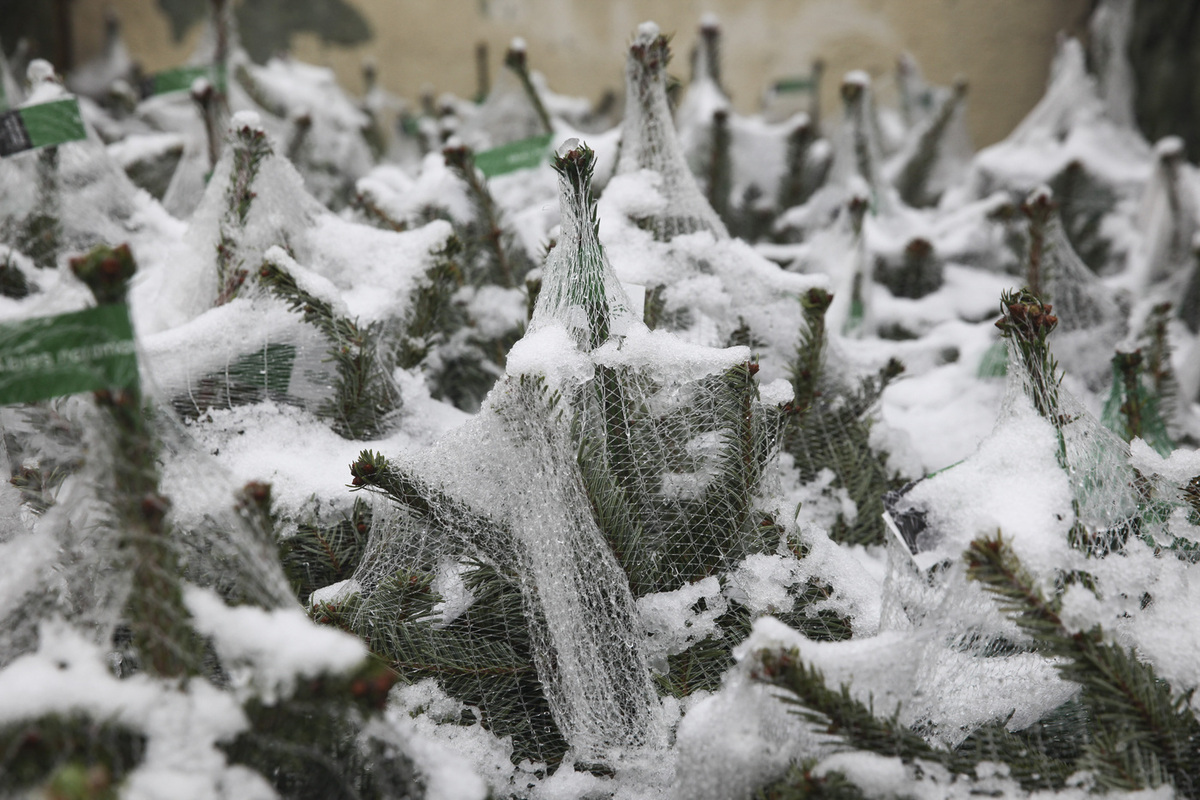 Россиянам объяснили, как правильно утилизировать елку, чтобы не получить штраф