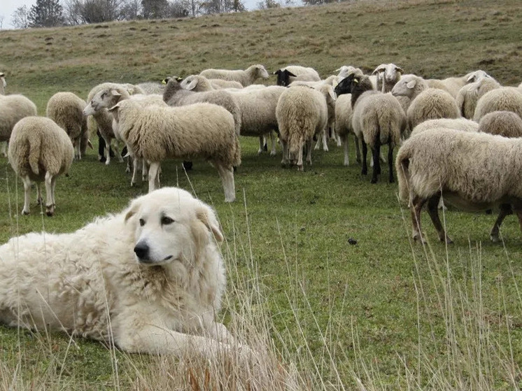 Завтра животноводам Калмыкии следует нанять пастуха