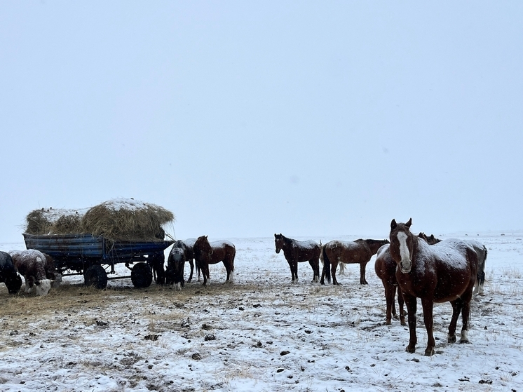 Министерство: в Туве зимовка скота  проходит стабильно и хорошо