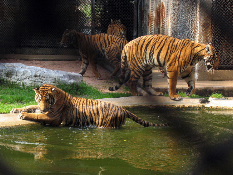 Тигра, задравшего лошадь в Приморье, отловили