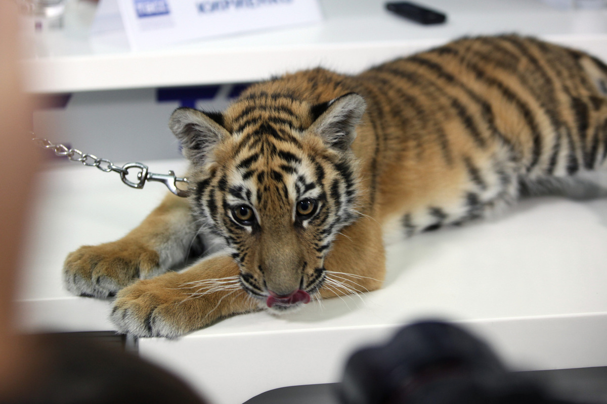 Юрист напомнил об уголовной ответственности за содержание хищников в квартирах