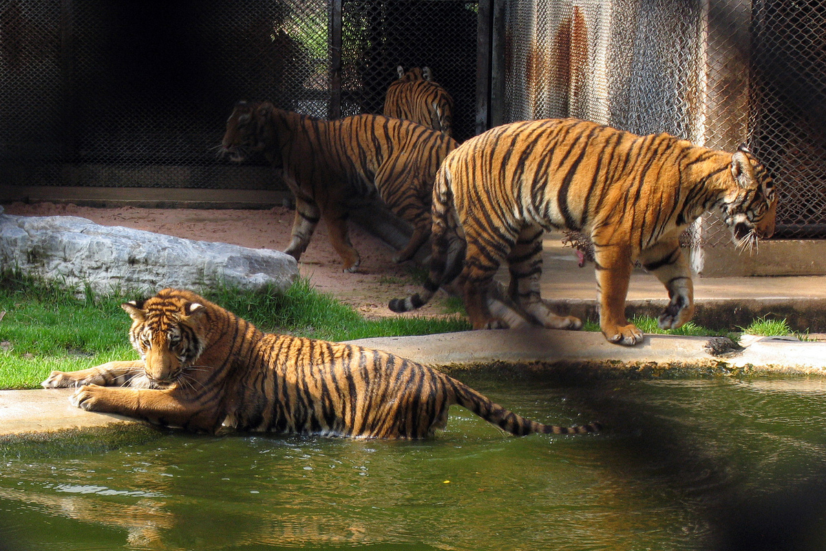 Тигра, задравшего лошадь в Приморье, отловили