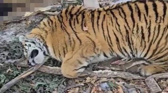 В Приморье поймали тигра, вышедшего на охоту за лошадьми: видео