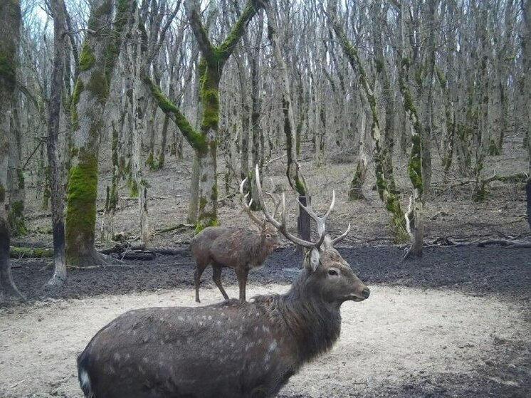 Фотоловушка поймала пятнистых оленей в ставропольском заказнике