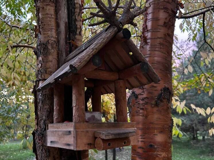 От поля до скворечника: алтайские специалисты рассказали, чем правильно подкармливать городских пернатых