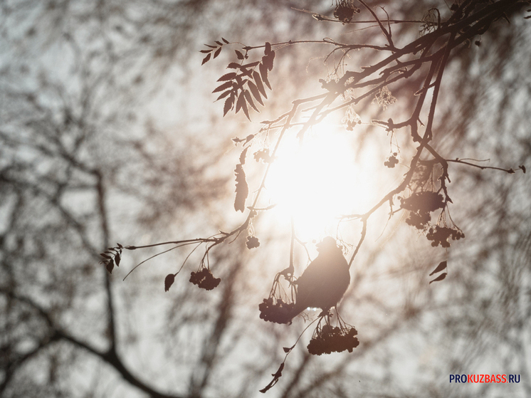 В Кузбасс идут сильные морозы