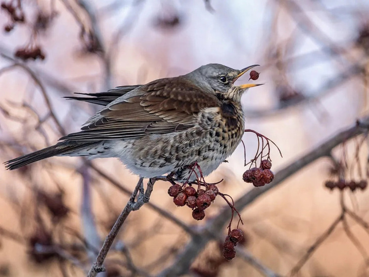 «Финские попугаи» прилетели в Омск: в дендросаду заметили щуров