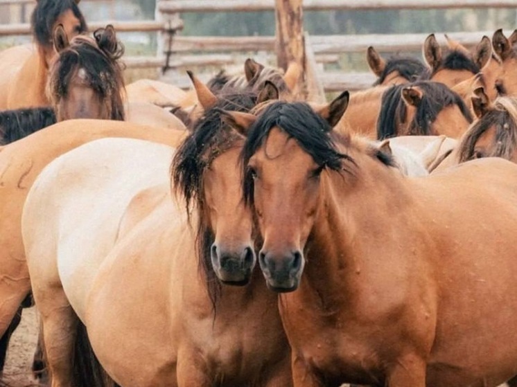 Андрей Назаров рассказал, сколько лошадей в Башкирии