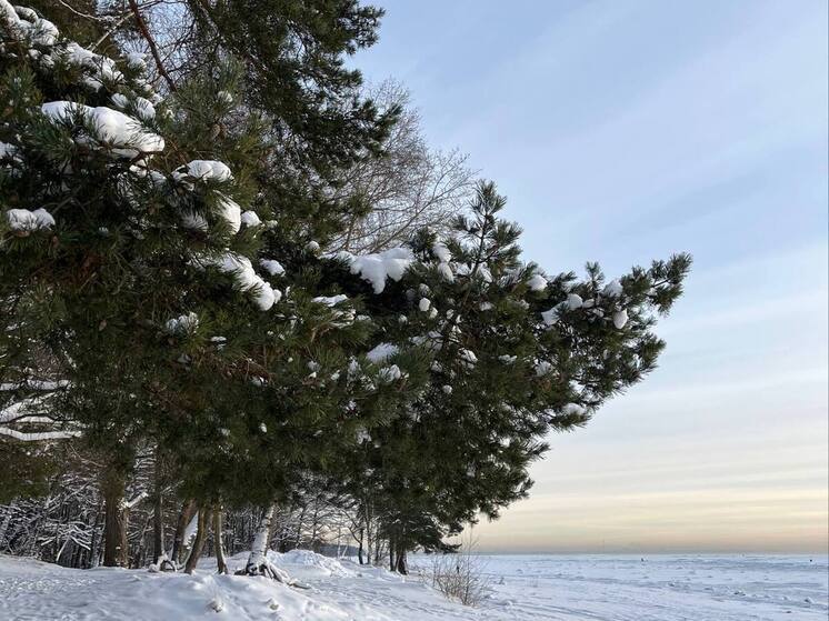 Калининградскую область сковали утренние морозы