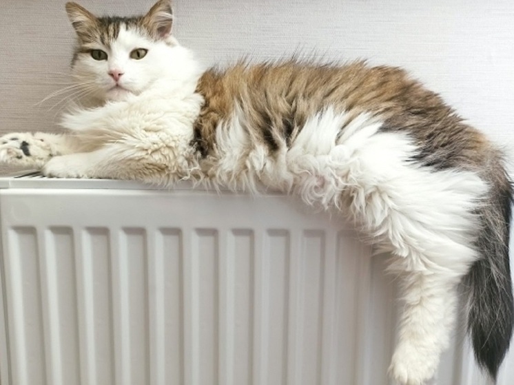 Волгоградцам объяснили, как бороться с сухим воздухом в квартире зимой