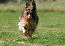 Спор из-за половых органов щенка немецкой овчарки стал предметом разбирательства в суде подмосковного Щелково