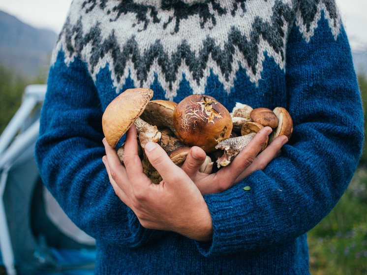 Курская область сохранила объёмы экспорта грибов в 2025 году