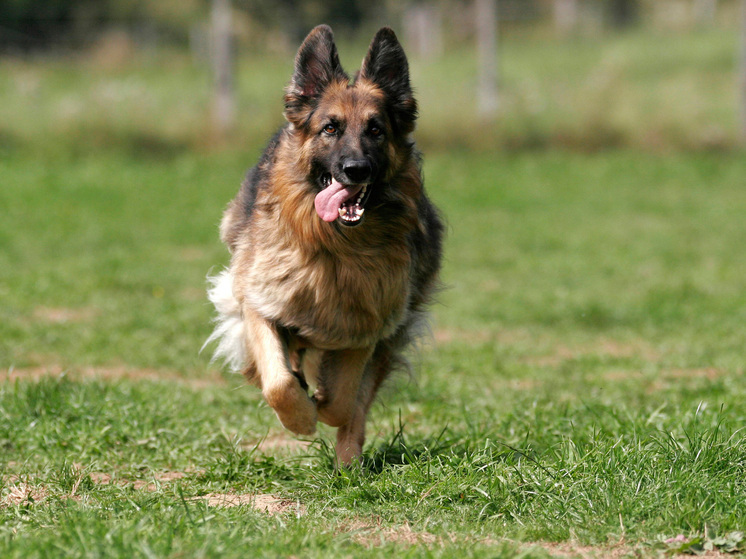 Суд взыскал деньги с заводчицы, продавшей щенка немецкой овчарки с крипторхизмом