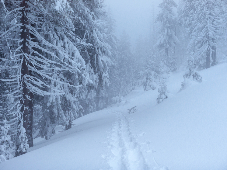 Нижегородцев пугают «Френсисом»