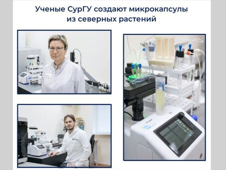 Сургутские ученые разрабатывают инновационные микрокапсулы на основе северных растений