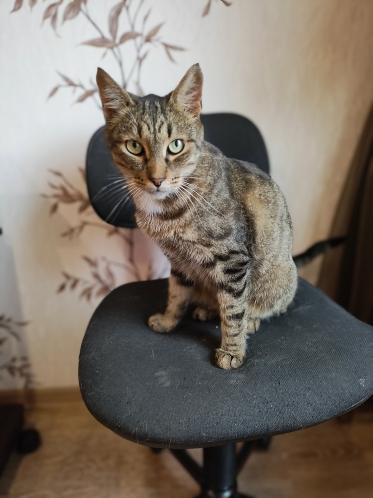 Тульские зоозащитники начали сбор средств на стерилизацию бездомных кошек