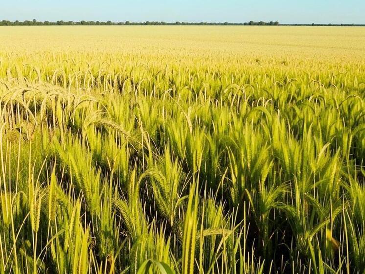 В Дагестане подвели предварительные итоги развития аграрного сектора в 2025 году