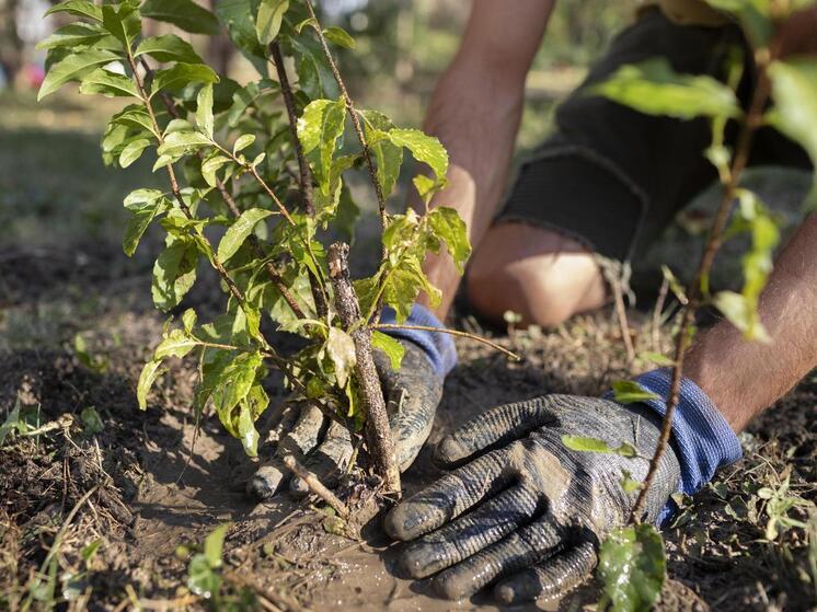 «Мелитопольский лесхоз» вырастил 1 млн саженцев за год