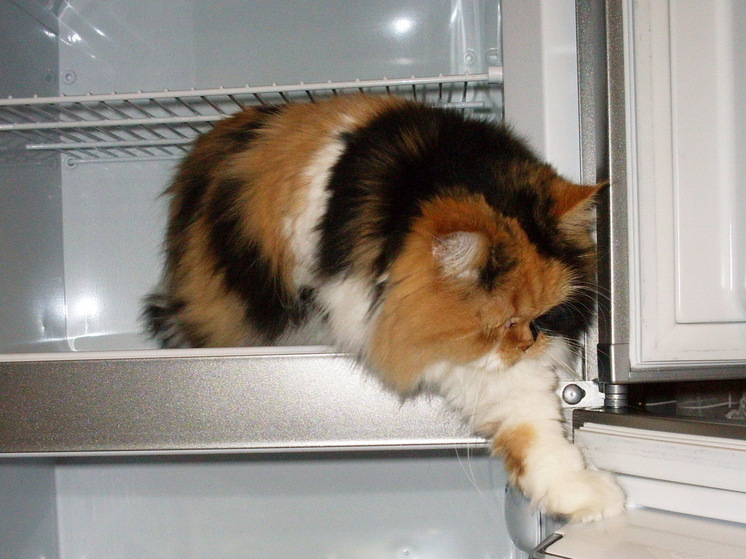 Саратовский Роспотребнадзор напомнил об опасных продуктах в холодильнике