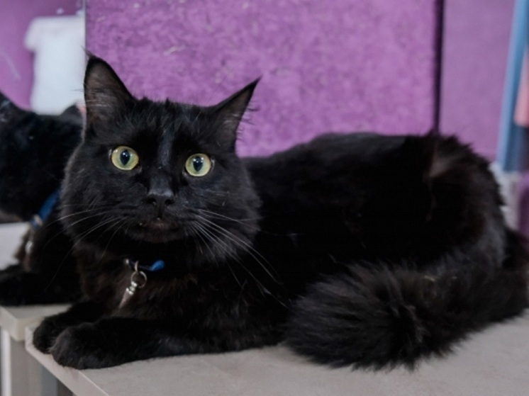 Как черная кошка не пережила смерть восьмимесячной Танечки – такая история о верности и преданности была записана на обычной сельской кухне в одном из населенных пунктов Волгоградской области