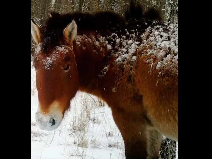 На территории Чернобыльского радиационно-экологического биосферного заповедника обнаружили редкую дикую лошадь