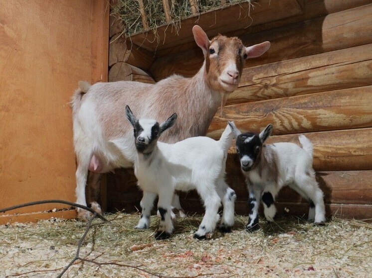 Ленинградский зоопарк раскрыл особенности характера любопытных коз