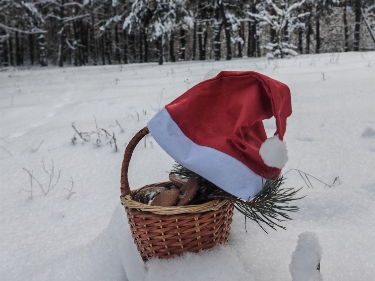 Воронежские грибники открыли сезон «охоты» в новогодние каникулы