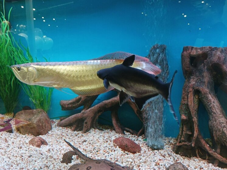 В Калининграде рассказали о ночи под водой как о новом тренде в туризме