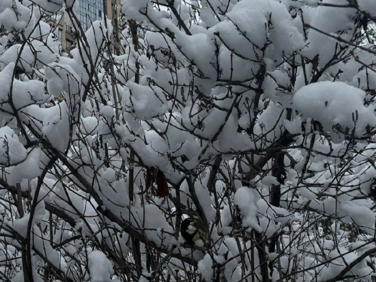 В Ульяновске 9 января ожидается до минус четырех градусов мороза