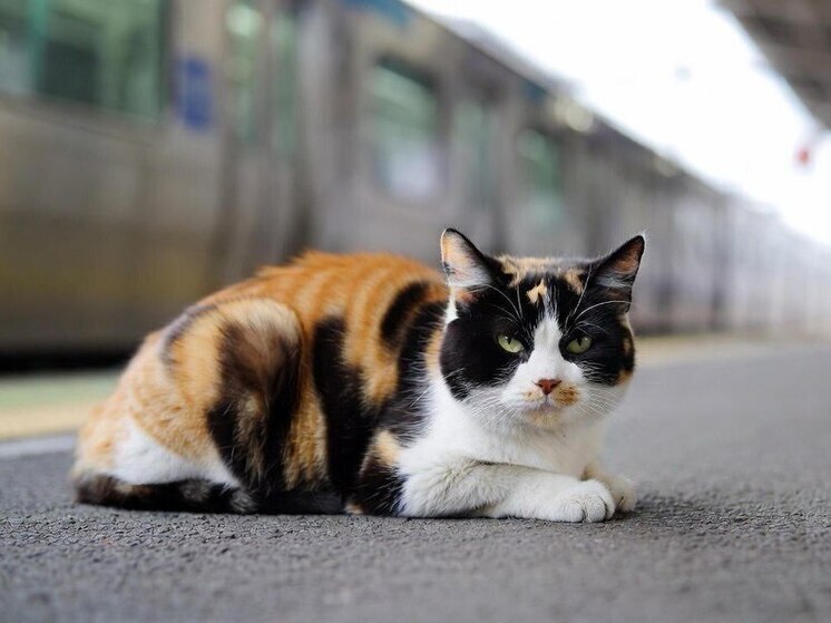 Трехцветная кошка Ёнотама стала новым смотрителем вокзала в японском городе