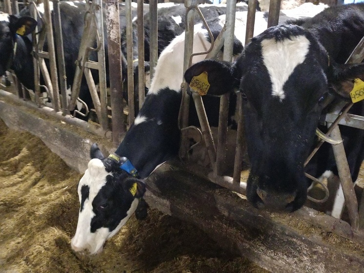 Вологодские коровы побили рекорд по продуктивности в 2025 году