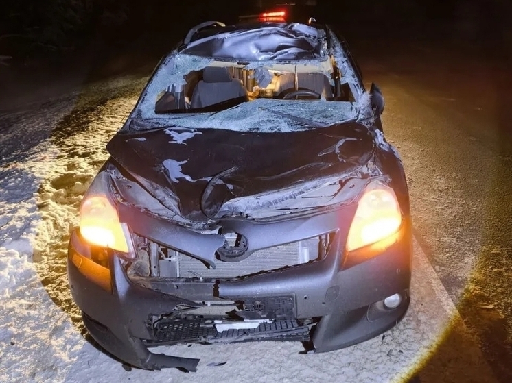 Два человека пострадали в ДТП с лосем в Чагодощенском округе