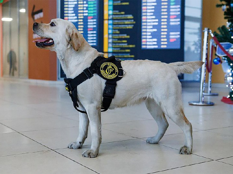 В камчатском аэропорту на постоянной основе будет работать собака