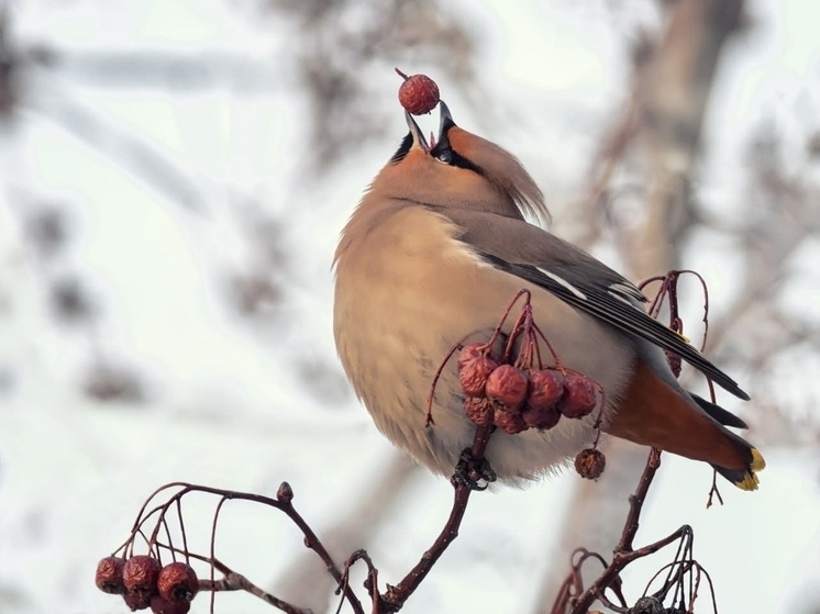 В омском дендросаду заметили редких «финских попугаев»